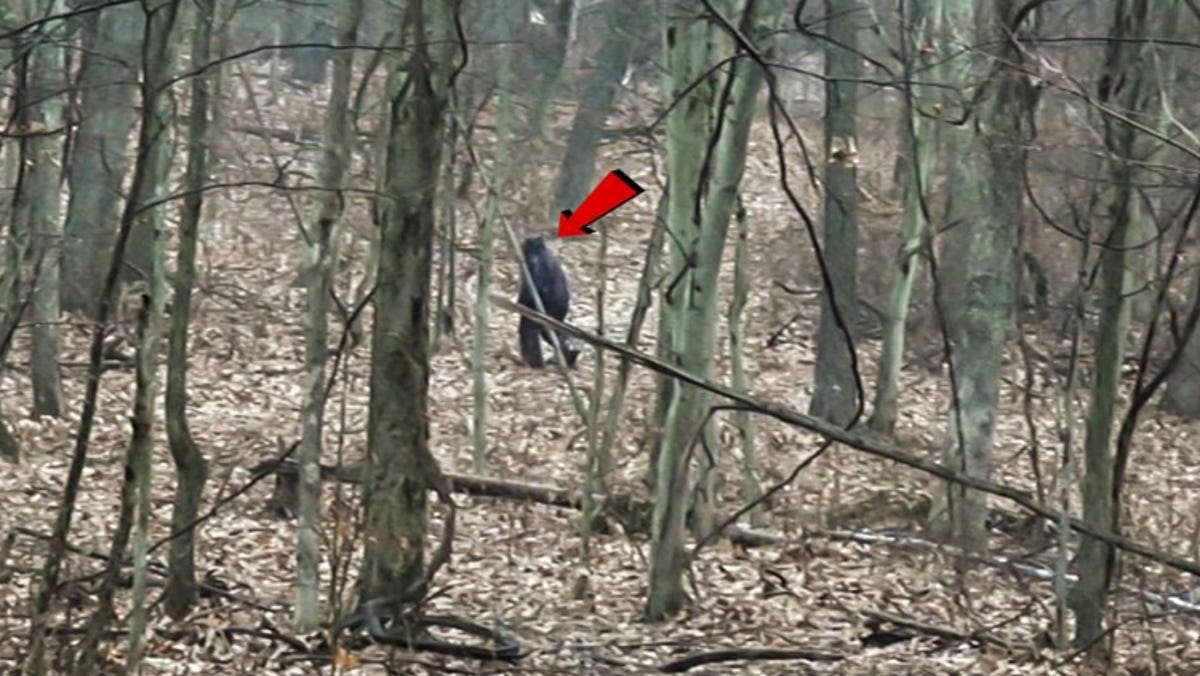 Bigfoot Encounters in Ohio: Quest for the Grassman